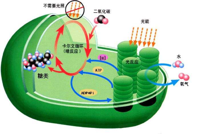  光合作用測定儀的應用